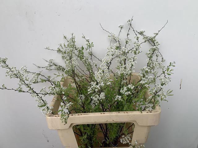 <h4>SPIR GREFSHEIM</h4>