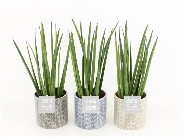 <h4>ARR SANSEVIERIA CYLINDRICA IN GAIA</h4>