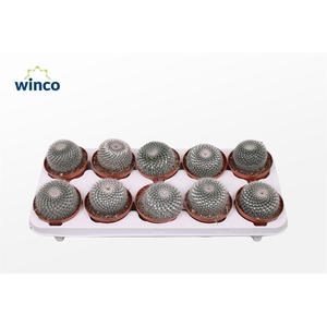 Mammillaria Hahniana