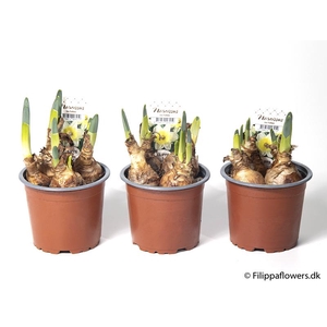 NARCISSUS INCOMPARABILIS