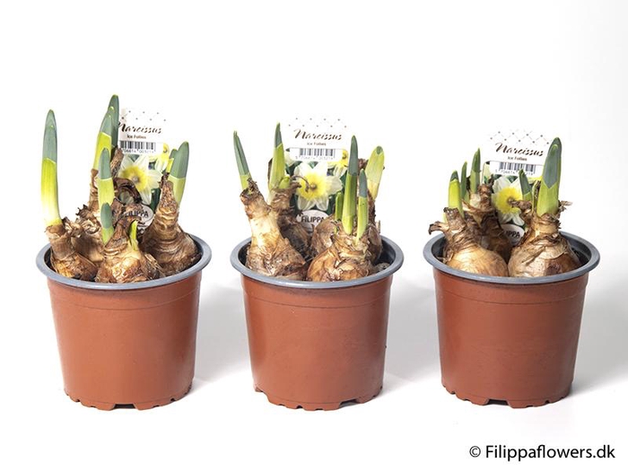 <h4>NARCISSUS INCOMPARABILIS</h4>