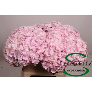 HYDR M PINKY