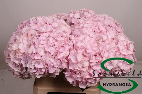<h4>HYDR M PINKY</h4>