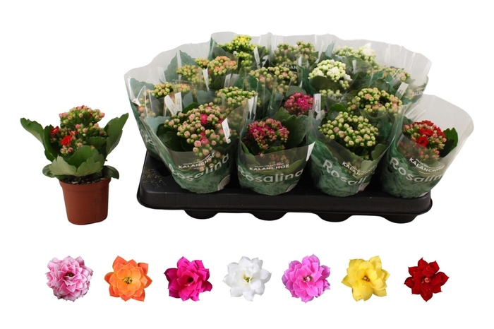 <h4>KAL GE RO GEM 6 KL</h4>