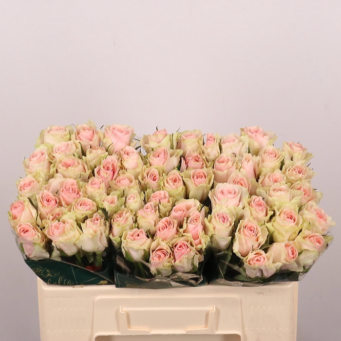 <h4>R GR FRUTTETO</h4>