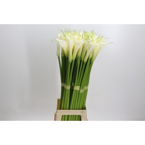 Zantedeschia Eydolls White