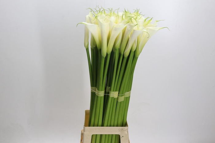 <h4>Zantedeschia Eydolls White</h4>