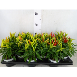 Capsicum annuum   ...mix