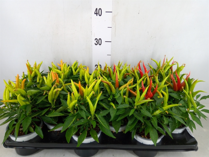 <h4>Capsicum annuum   ...mix</h4>