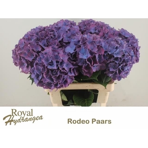 HYDR M CH RODEO PA