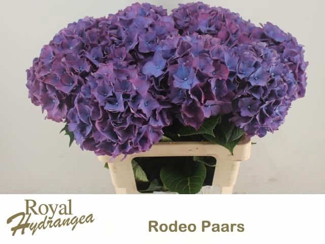 <h4>HYDR M CH RODEO PA</h4>