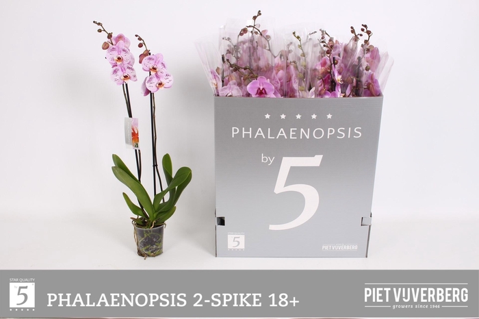 <h4>PHAL OV ROZE</h4>