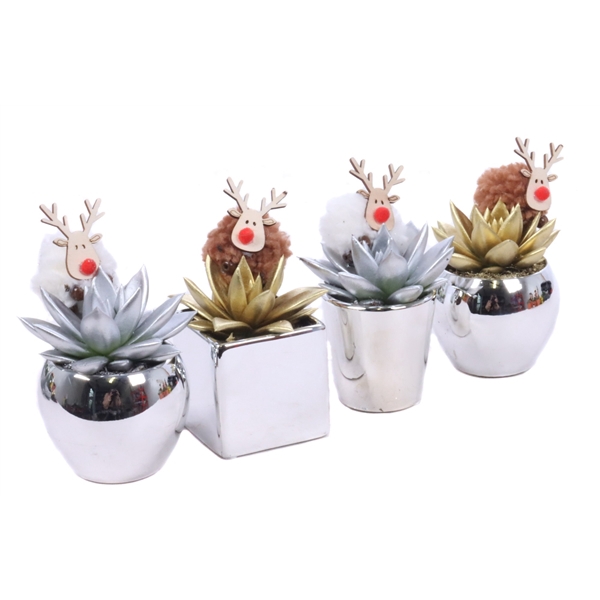 <h4>Echeveria geverfd 6 cm in design spiegel pot met rendier</h4>