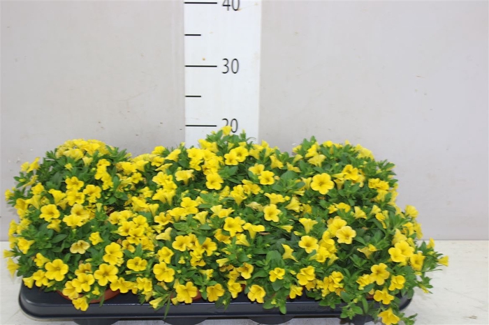 <h4>Calibrachoa Yellow 13cm</h4>