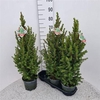 Picea Gl Conica