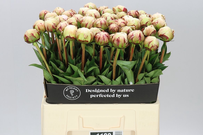 <h4>Paeonia Odile</h4>