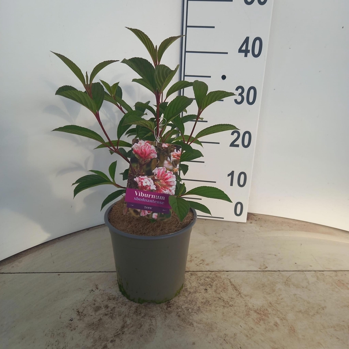 <h4>Viburnum bodnantense 'Dawn'</h4>
