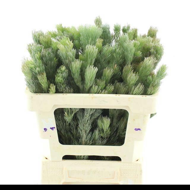 <h4>ADENANTHOS OV</h4>