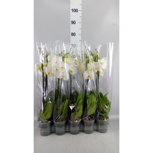 Phalaenopsis   ...white