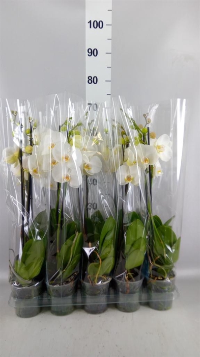 <h4>Phalaenopsis   ...white</h4>