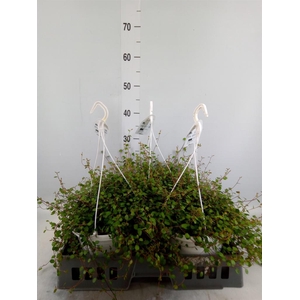 Muehlenbeckia com. 'Mao'ri'