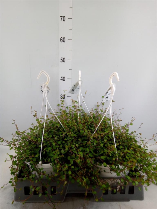 <h4>Muehlenbeckia com. 'Mao'ri'</h4>