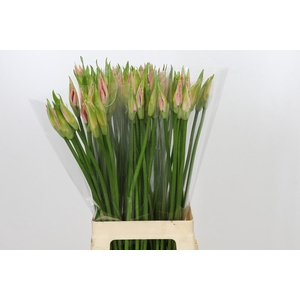 Nerine Vesta K
