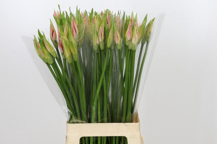 <h4>Nerine Vesta K</h4>