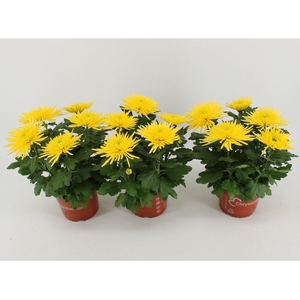 Chrysant Anastasia Geel