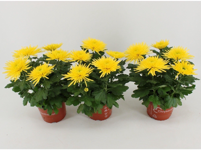 <h4>Chrysant Anastasia Geel</h4>