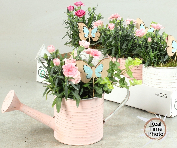 <h4>ARR TUINPLANTEN</h4>