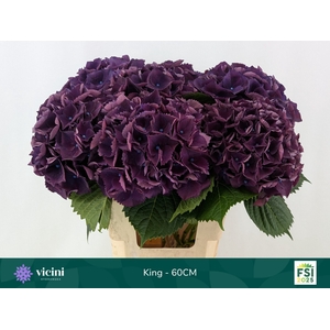 HYDR M ROYAL KING