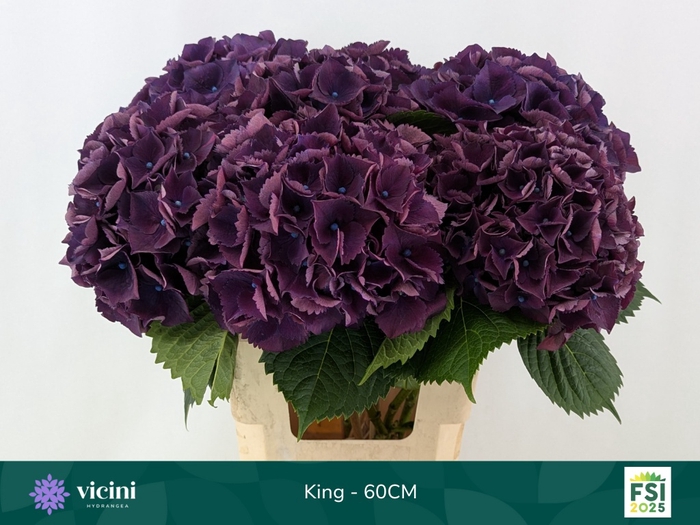 <h4>HYDR M ROYAL KING</h4>