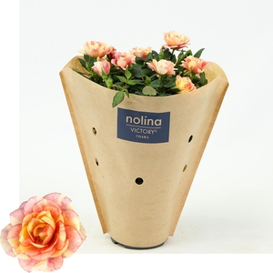 Nolina Roses Special Ø 10,5 cm. Gosia kraft sleeve