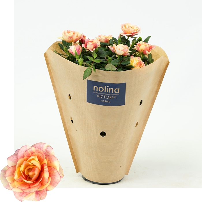 <h4>Nolina Roses Special Ø 10,5 cm. Gosia kraft sleeve</h4>