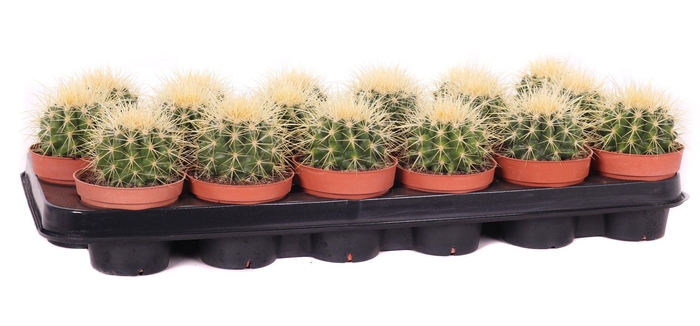 Echinocactus grusonii 8,5 cm