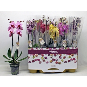 PHAL GEM