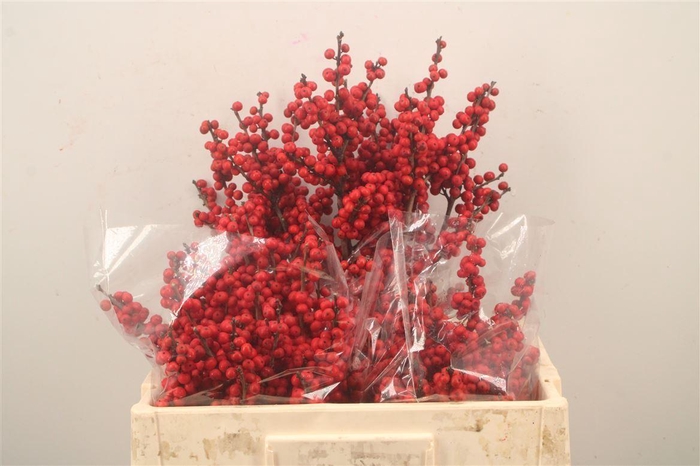 <h4>Ilex vert. ...bes</h4>