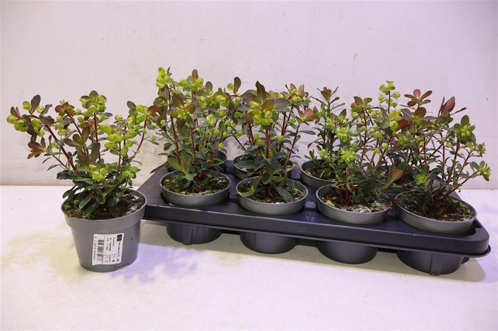 <h4>Euph Am Purpurea</h4>