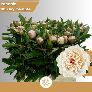 PAEO L SHIRLE TEMPLE