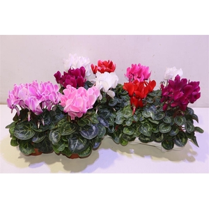 arr8 Cycl Md Sup Macro