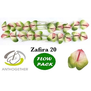 Anth A Zafira 9 cm X20 Flow Pack Spek Flowers