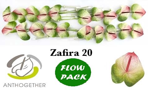 <h4>Anth A Zafira 9 cm X20 Flow Pack Spek Flowers</h4>