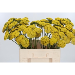 Achillea Park Variety
