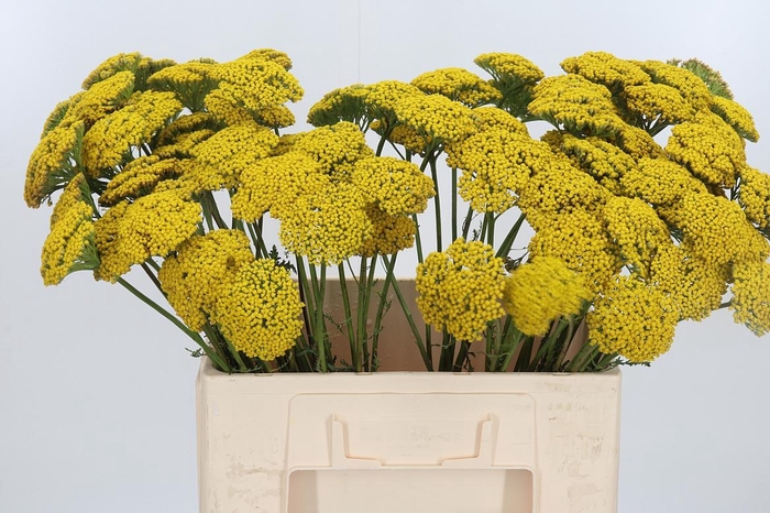 <h4>Achillea Park Variety</h4>