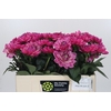 Dahlia Annamarie