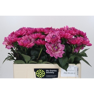 Dahlia Annamarie