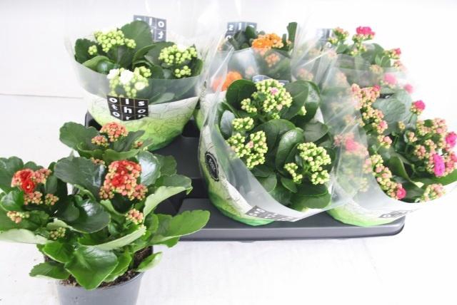 <h4>KAL GE GEM 5 KL</h4>