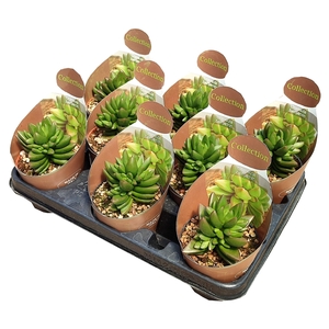 CRASSULA BENJAMIN - POT Ø 10,5 - COLLECTION WITH POTCOVER (SUCCULENTEN)