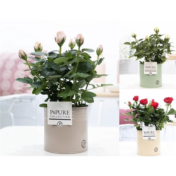 <h4>Rosa gemengd in P&PURE zinc pot Louise 4 ass.</h4>